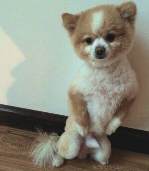 plyushevyy-shpic плюшевый шпиц