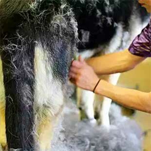 gruming-krupnoy-porody груминг крупной породы