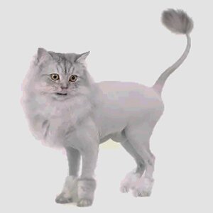 strizhka-koshek-podo-lva-2 Стрижка кошек подо леву