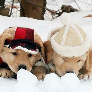 Зачем собаке зимой одежда 