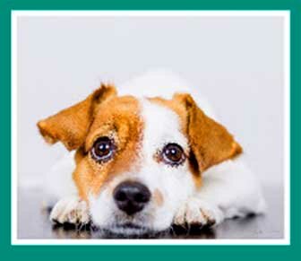 Дефицит биотина у собак