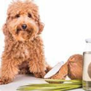 Полезные жиры для собак и кошек