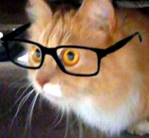 Разводить и торговать животными теперь смогут только юридические лица или ИП