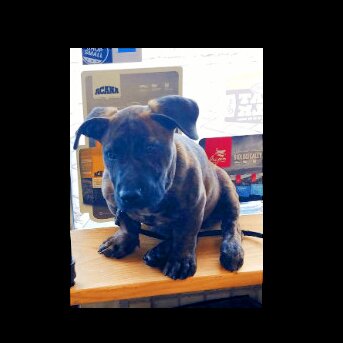 "Не региональные и несвежие ингредиенты" ACANA