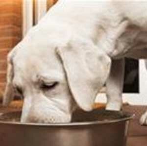 Ветеринарная диета или кормовая афера?